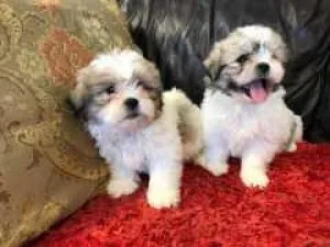 Well Socialized Purebred Shih tzu puppies available