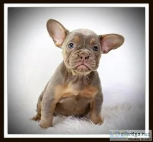 Bella AKC Female Isabella French Bulldog