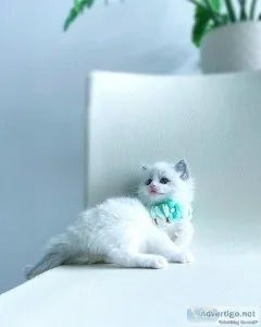 Ragdoll Kittens Available Now