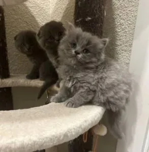 Scottish fold kittens