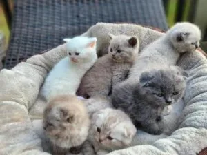 Scottish Fold Kittens For Adoption