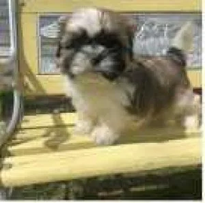 Shih tzu Puppies for yourself or your family