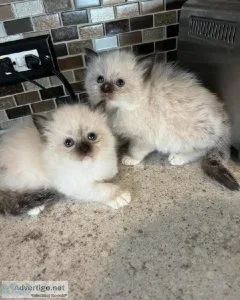 Pure Ragdoll Kittens