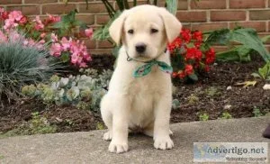 Yellow Labrador Retriever PuppIES