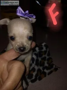 Ckc registered miniature chihuahua
