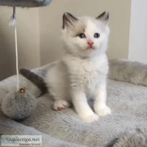 Purebred Ragdoll Kitten