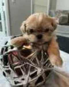 TWO Registered Shih tzu Puppies for Adoption