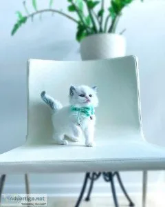Ragdoll Blue Eye kittens Available