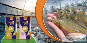 Nouriture The Best Shrimp Feed with Highly Beneficial