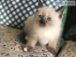 Male and female ragdoll kittens
