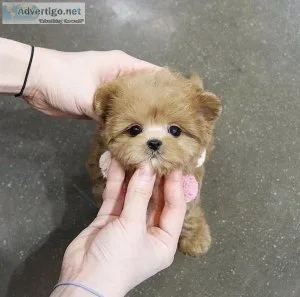 Maltipoo Puppies For Sale