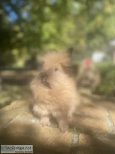 Baby bunnies for sale