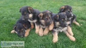 Stunning German Shepherd Puppies..