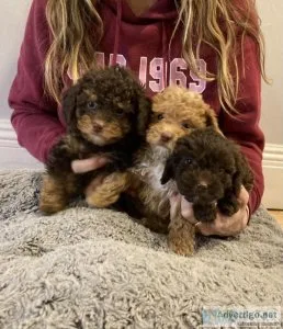 Adorable Toy Poodle Puppies
