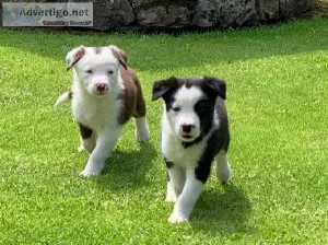 border collie puppies for sale at affordable price