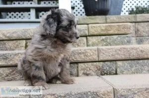 April Female Aussiedoodle