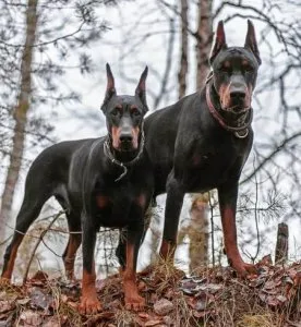 LOYAL DOBERMAN PUPS AVAILABLE FOR SALE