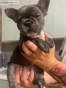 French bulldog puppies for AVailable