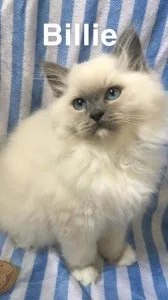 ragdoll kittens