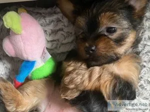Yorkie Puppies Ready for new homes