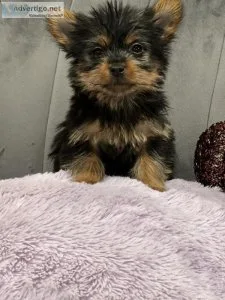 Silky Terrier Pups