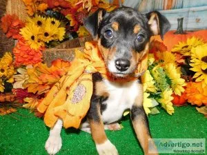 Chicago Mini. PinscherRat Terrier X. Great 4 Kids.