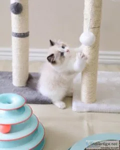 8 Week Old Ragdoll Kitten
