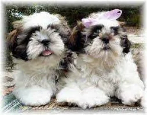 Purebred Shih tzu Wormed