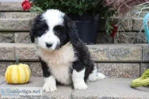 Sydney Female Aussiedoodle