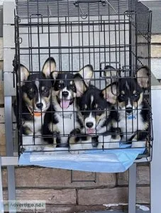 Male and female Pembroke Welsh Corgi Pups available for adoption