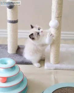 9 Week Old Ragdoll Kitten