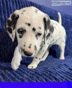 AKC registered Dalmatians  puppies ready NOW