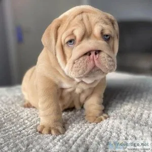 Beautiful English bull dog Puppies