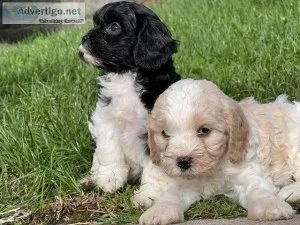 Cavapoo pups including rare merle colouring