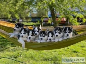 Siberian Husky Puppies for sale.