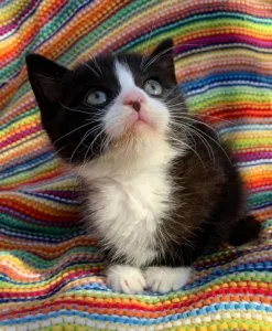 GORGEOUS PERSIAN CROSS KITTEN SEEKING IMMEDIATE HOME
