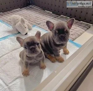 Cute french bulldog puppies for rehoming