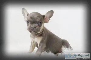 Matt AKC Male French Bulldog