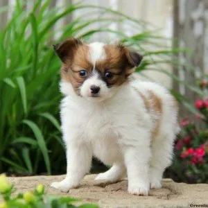 NICE PAPILLON PUPPIES.