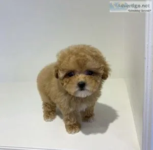 Toy Poodle Puppies For Sale