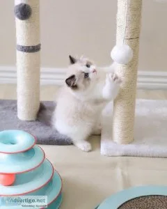 Rehoming 2 Young Male Ragdolls