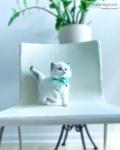 Gizmo - Male Ragdoll