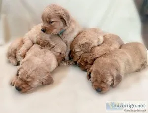 Golden Retriever gorgeous puppies