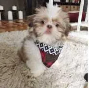 Stunning Shih Tzu Puppies for sale