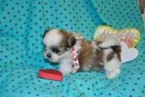 TOP quality Shih Tzu Puppies