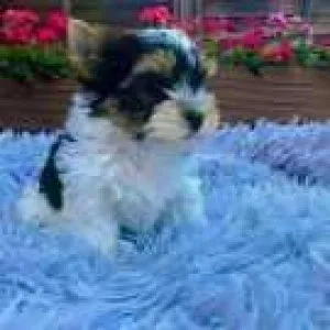 Adorable and playful Shih Tzu puppies.