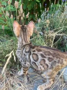 Bengal kittens