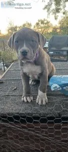 Beautiful Presa Canario puppies