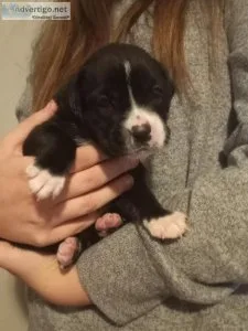 Boxer x lab mix puppies
