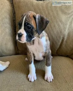 Attractive boxer Puppies